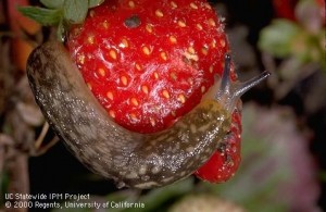 berry