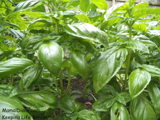 MOM Tip Freezing Fresh Basil Whole Leaf 24/7 Moms