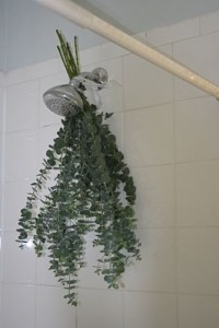 eucalyptus