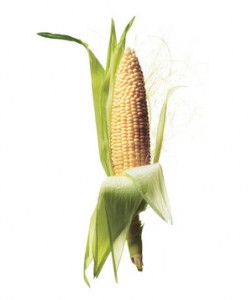 corn