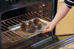 pine cones