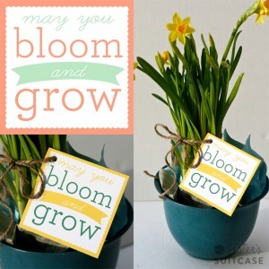 bloom-and-grow-300x300