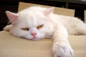 Furry&Frustrated