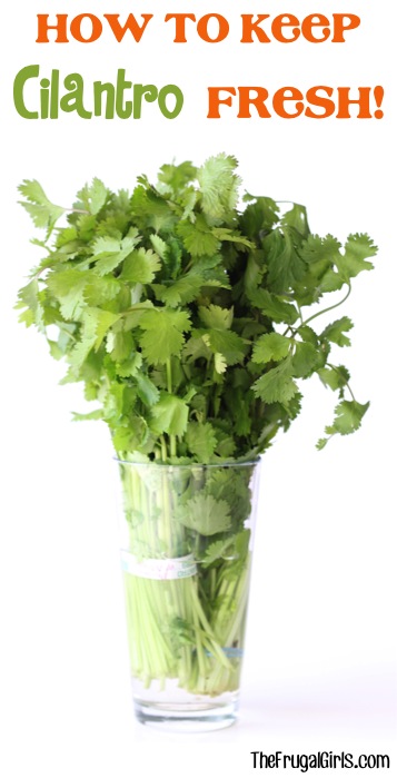 How-to-Keep-Cilantro-Fresh-Tip-at-TheFrugalGirls.com_