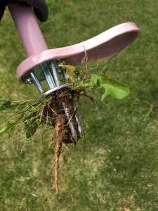 Weed-Zinger-3