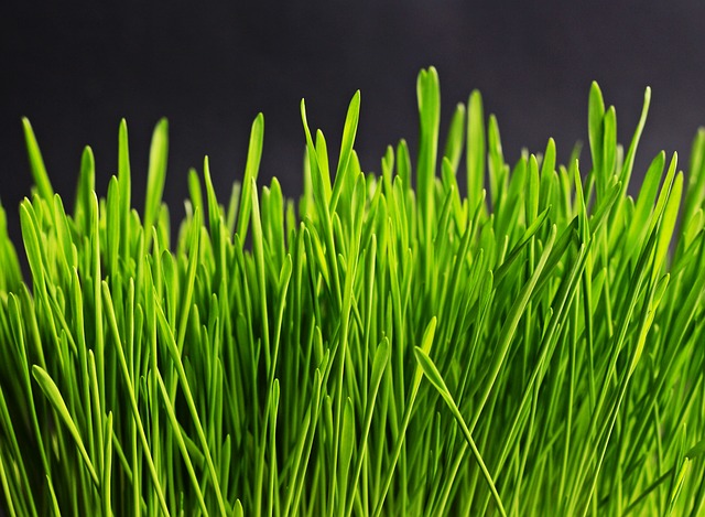 Grass Seed
