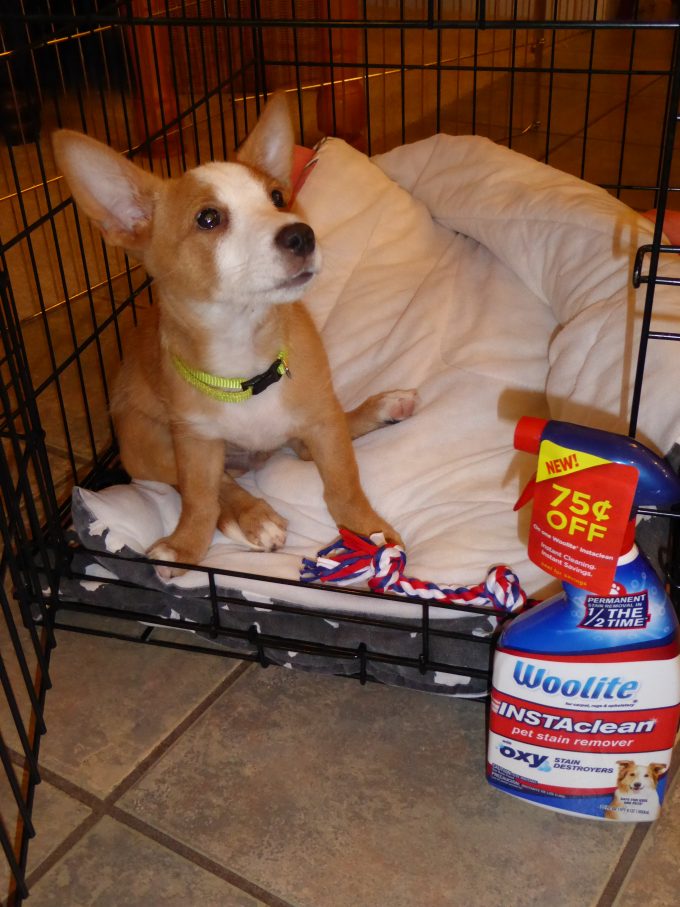 Tackle Tough Stains with Woolite INSTAclean Stain Remover ad 24/7 Moms